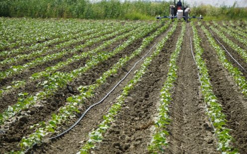 Drip Irrigation Systems on Field