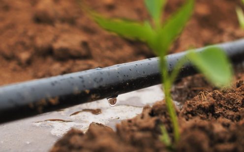 150 hektar xiyar sahəsinin optimal məhsuldarlıq təmin etməsi gözlənilir.