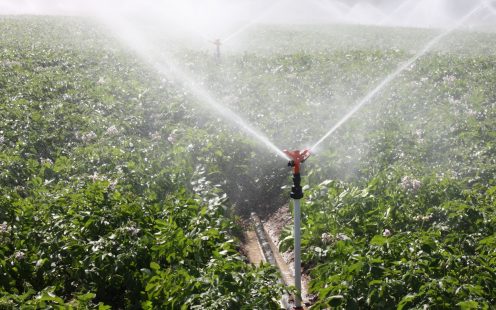 Sprinkler Irrigation on Field