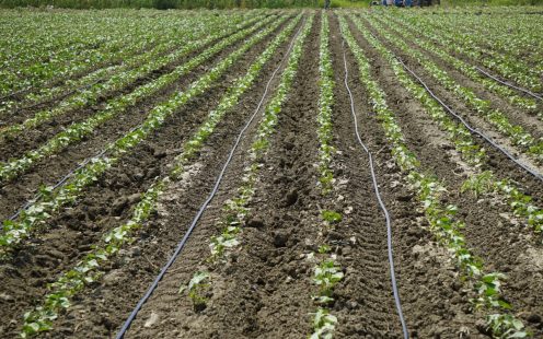 Drip Irrigation Systems on Field