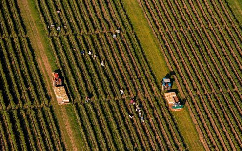 Farming Harvest St-Timothée Quebec Canada