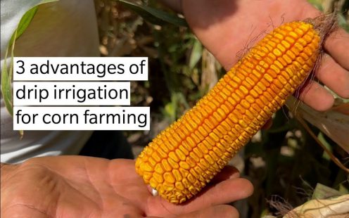 LuxCom Corn Irrigation Video Thumbnail