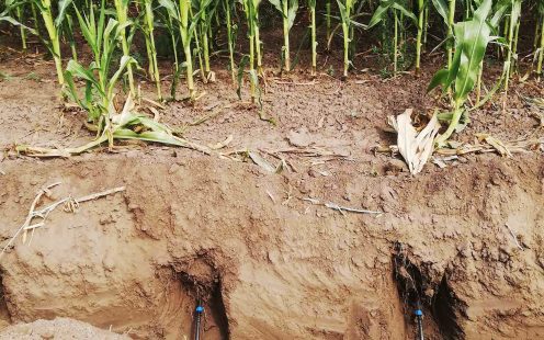 A subsurface drip irrigation installed in a corn field, revealing pipes and drippers under the ground | Pipelife
