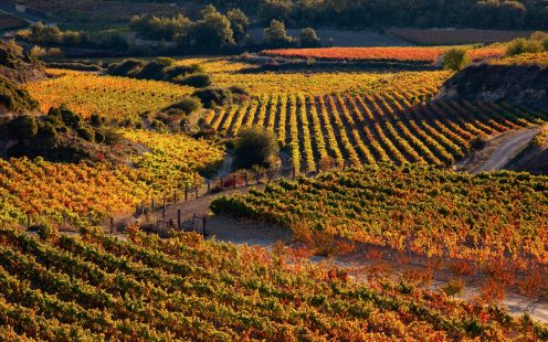 An aerial photo showing vineyards at sunset | Pipelife