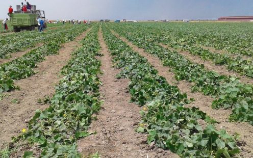 Drip Irrigation Systems on Field