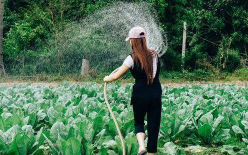 girl irrigating the spinach