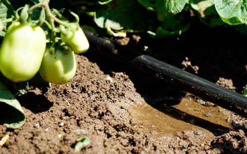 500 hektarlık domates tarlaları yağıştan bağımsız büyüyecek