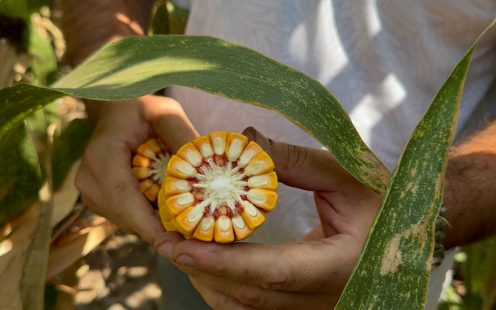 Drip irrigation for corn: A case study comparing sprinkler vs. drip methods in corn farming 