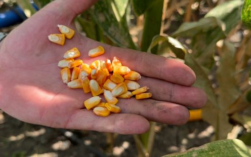 Drip irrigation for corn: A case study comparing sprinkler vs. drip methods in corn farming 