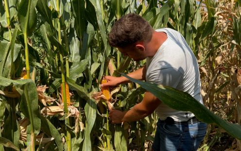 Sprinkler vs. Drip Irrigation for Corn Farming: A Case Study