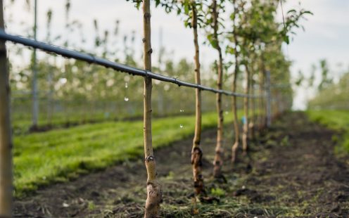 A drip irrigation system installed above the ground in an orchard | Pipelife