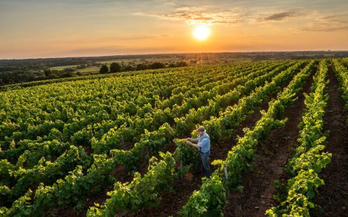 A farmer working in a vineyard with a sun setting in the background | Pipelife