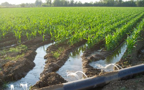 A furrow irrigation system operating in a corn field | Pipelife