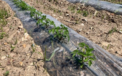 Image of tomato plants growing in the sun