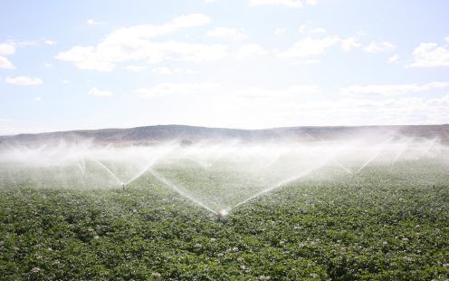 Sprinkler Irrigation on Field