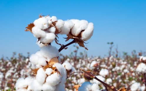 Branch of ripe cotton on the cotton field, Uzbekistan