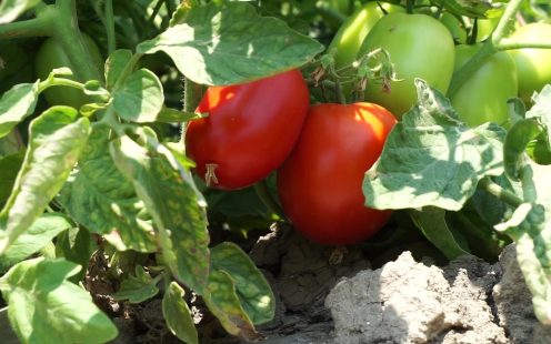 Pipelife-flat-drip-field-tomatoes