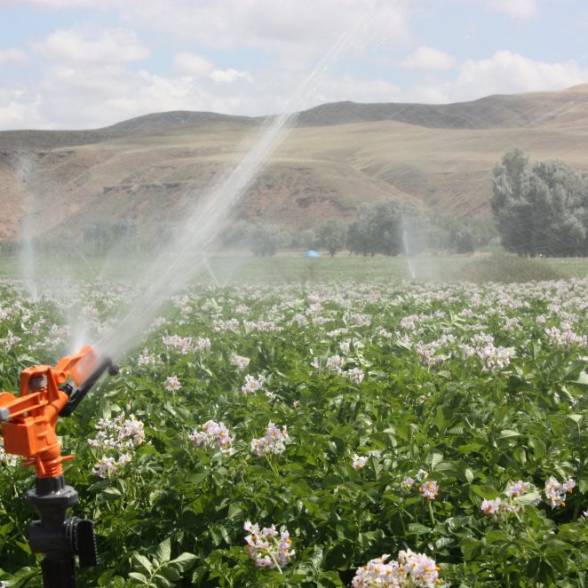 Sprinkler Irrigation on Field