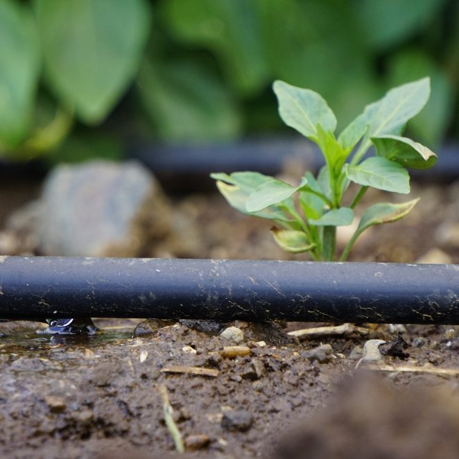 Drip Irrigation Systems on Field