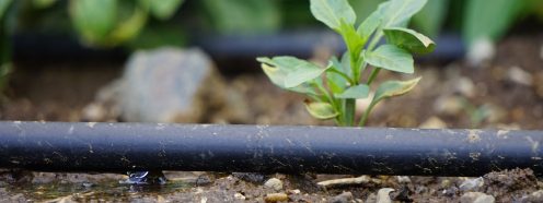 Drip Irrigation Systems on Field
