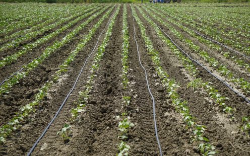 Drip Irrigation Systems on Field