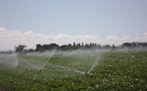 Sprinkler Irrigation on Field