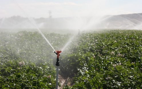 Sprinkler Irrigation on Field