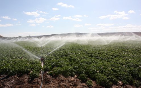 Sprinkler Irrigation on Field